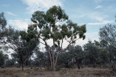 APII jpeg image of Corymbia terminalis  © contact APII