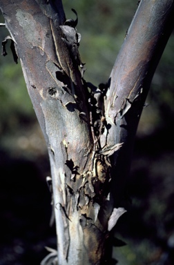 APII jpeg image of Eucalyptus abdita  © contact APII