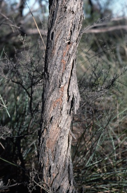 APII jpeg image of Eucalyptus ammophila  © contact APII