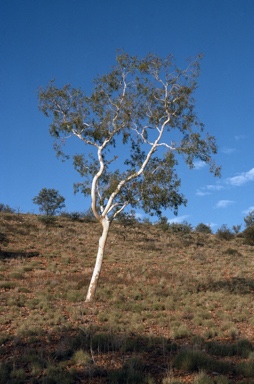 APII jpeg image of Corymbia aparrerinja  © contact APII