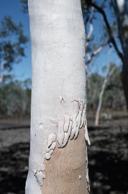 APII jpeg image of Eucalyptus apodophylla  © contact APII