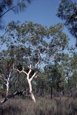 APII jpeg image of Eucalyptus apodophylla  © contact APII