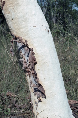 APII jpeg image of Eucalyptus apodophylla  © contact APII