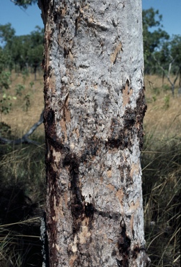 APII jpeg image of Corymbia dichromophloia  © contact APII