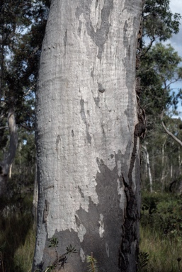 APII jpeg image of Eucalyptus bancroftii  © contact APII