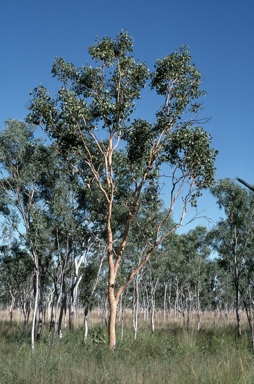 APII jpeg image of Eucalyptus bigalerita  © contact APII