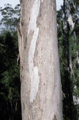 APII jpeg image of Eucalyptus punctata  © contact APII