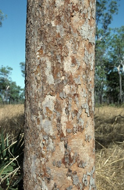 APII jpeg image of Corymbia bleeseri  © contact APII