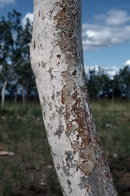 APII jpeg image of Corymbia bleeseri  © contact APII