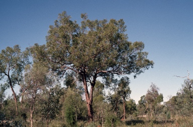 APII jpeg image of Corymbia brachycarpa  © contact APII