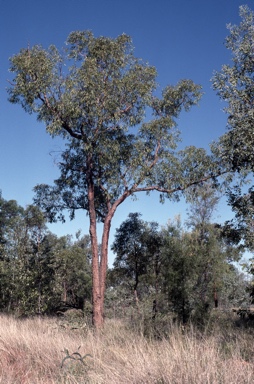 APII jpeg image of Corymbia brachycarpa  © contact APII