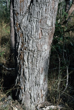 APII jpeg image of Eucalyptus brassiana  © contact APII