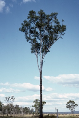 APII jpeg image of Eucalyptus cambageana  © contact APII