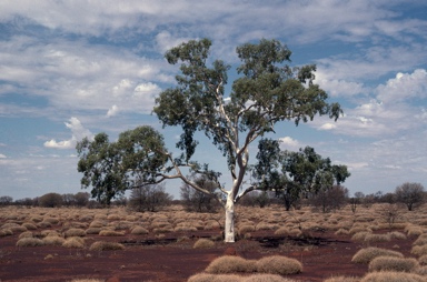 APII jpeg image of Corymbia candida  © contact APII