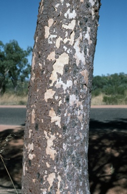 APII jpeg image of Corymbia dichromophloia  © contact APII