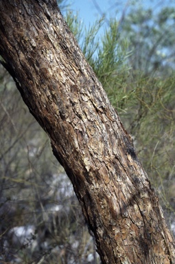 APII jpeg image of Eucalyptus ceracea  © contact APII