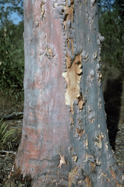 APII jpeg image of Corymbia citriodora  © contact APII