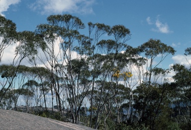 APII jpeg image of Eucalyptus codonocarpa  © contact APII