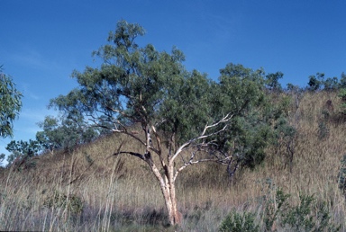 APII jpeg image of Eucalyptus confluens  © contact APII