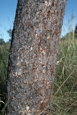 APII jpeg image of Corymbia dampieri  © contact APII