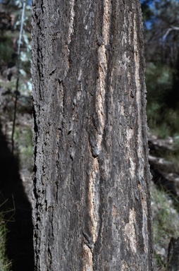 APII jpeg image of Eucalyptus decorticans  © contact APII