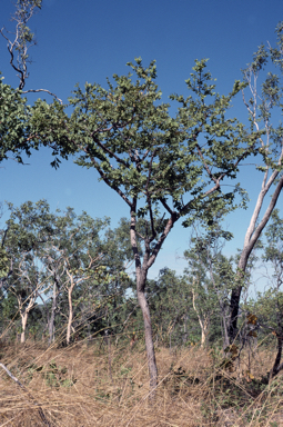 APII jpeg image of Corymbia dunlopiana  © contact APII