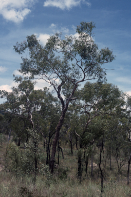 APII jpeg image of Corymbia ellipsoidea  © contact APII