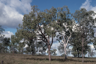 APII jpeg image of Corymbia erythrophloia  © contact APII