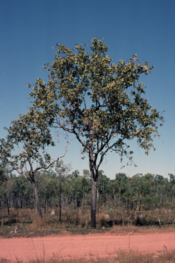 APII jpeg image of Corymbia ferruginea  © contact APII