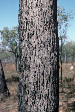 APII jpeg image of Corymbia ferruginea  © contact APII