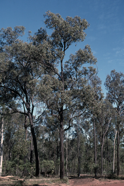 APII jpeg image of Eucalyptus fibrosa subsp. fibrosa  © contact APII