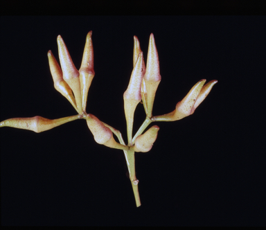 APII jpeg image of Eucalyptus fibrosa subsp. fibrosa  © contact APII