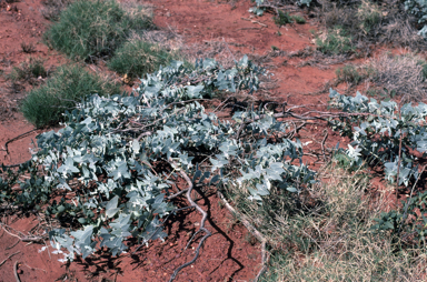 APII jpeg image of Eucalyptus gamophylla  © contact APII