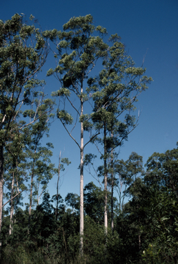 APII jpeg image of Eucalyptus grandis  © contact APII