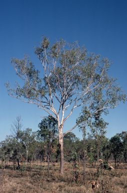 APII jpeg image of Corymbia greeniana  © contact APII