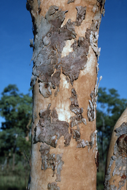 APII jpeg image of Corymbia greeniana  © contact APII