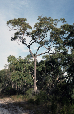 APII jpeg image of Corymbia gummifera  © contact APII