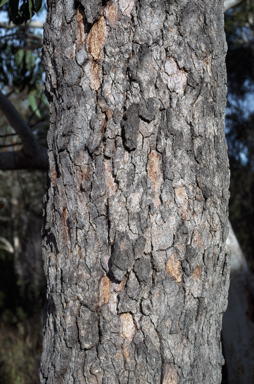 APII jpeg image of Corymbia gummifera  © contact APII