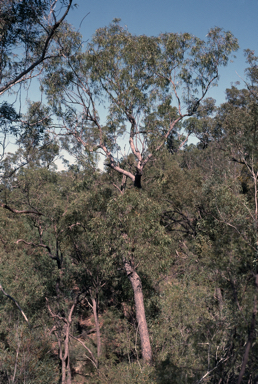 APII jpeg image of Corymbia hendersonii  © contact APII