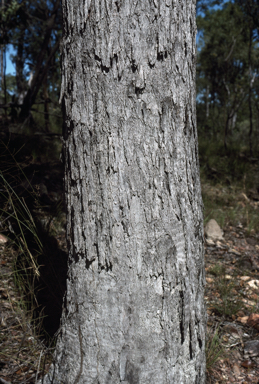 APII jpeg image of Eucalyptus howittiana  © contact APII