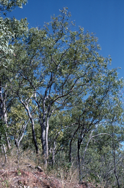 APII jpeg image of Corymbia jacobsiana  © contact APII