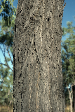 APII jpeg image of Eucalyptus jensenii  © contact APII