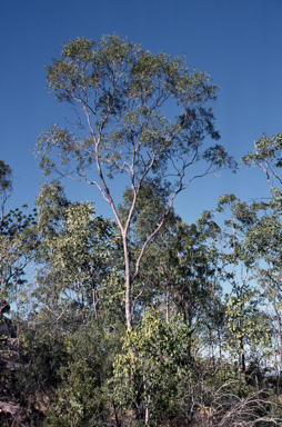 APII jpeg image of Corymbia kombolgiensis  © contact APII