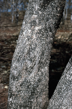 APII jpeg image of Eucalyptus koolpinensis  © contact APII