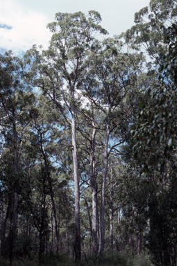 APII jpeg image of Eucalyptus laevopinea  © contact APII