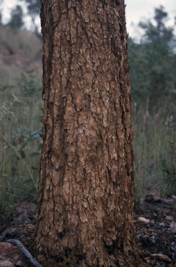 APII jpeg image of Corymbia leichhardtii  © contact APII