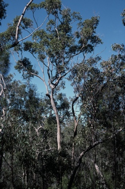 APII jpeg image of Corymbia leptoloma  © contact APII