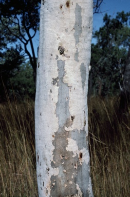 APII jpeg image of Corymbia torta  © contact APII