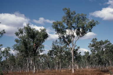 APII jpeg image of Eucalyptus leptophleba  © contact APII