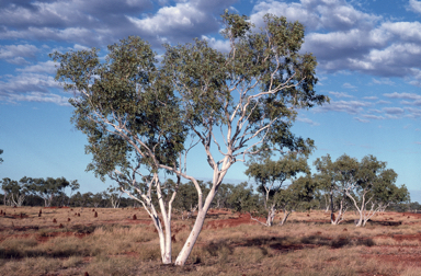 APII jpeg image of Eucalyptus leucophloia subsp. euroa  © contact APII